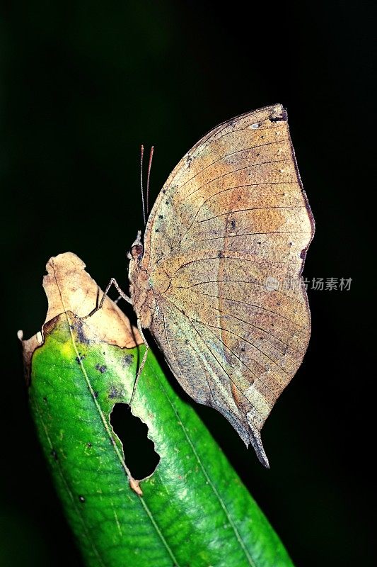 叶蝴蝶(Kallima inachus)在绿叶上。